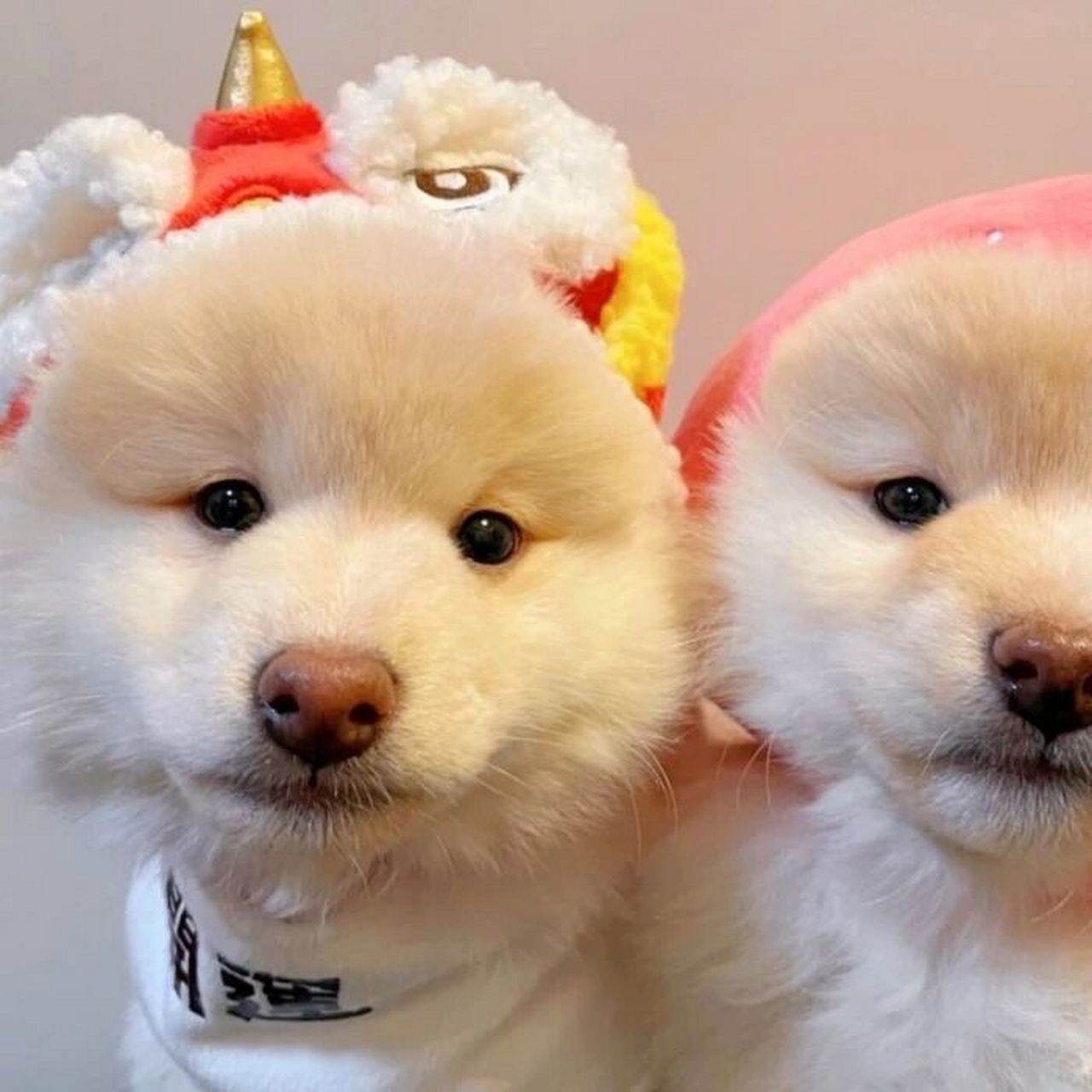 超可爱的狗狗情头呀!