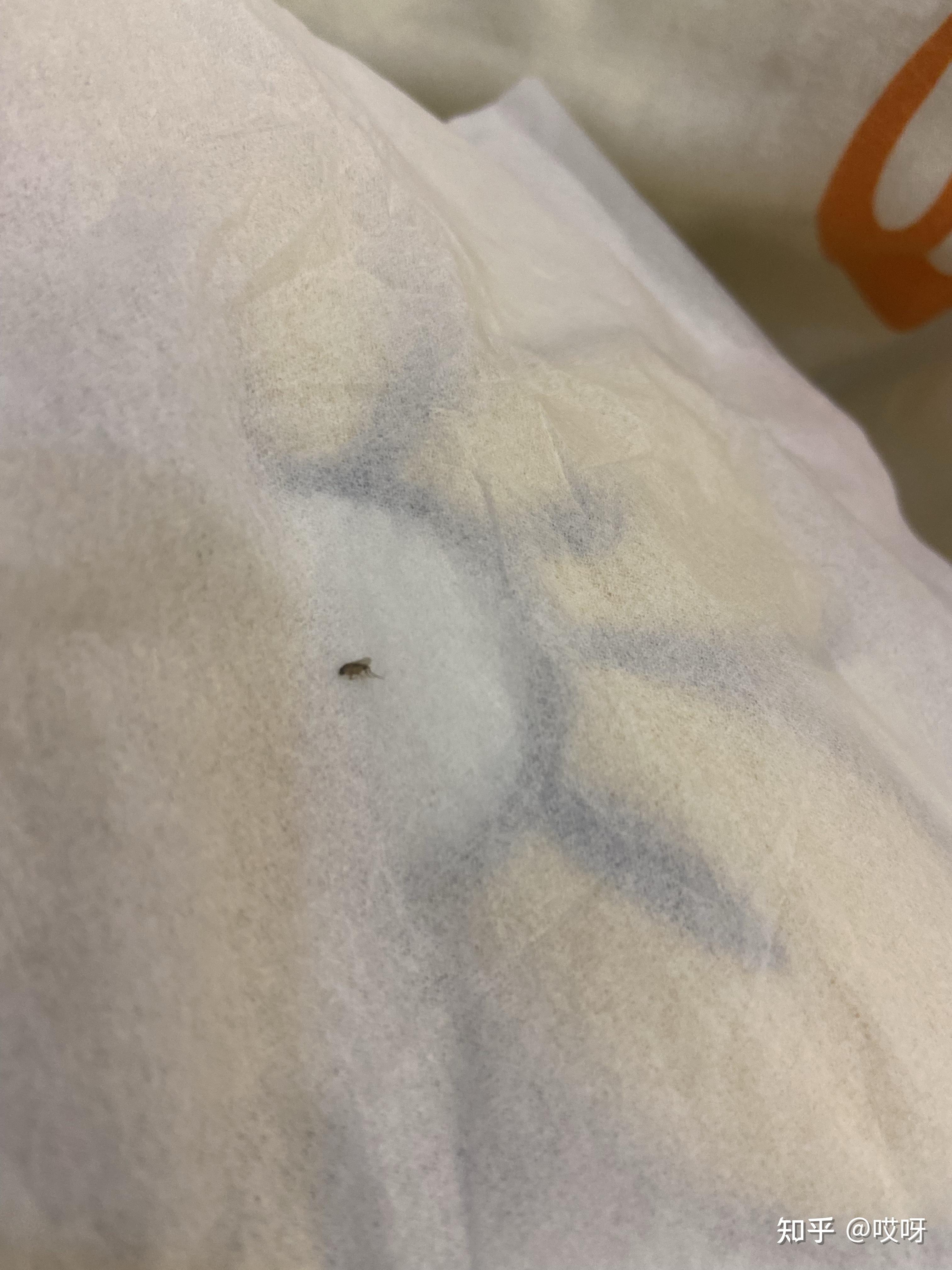 求助家里的这种小飞虫是什么虫咬人吗怎么消灭