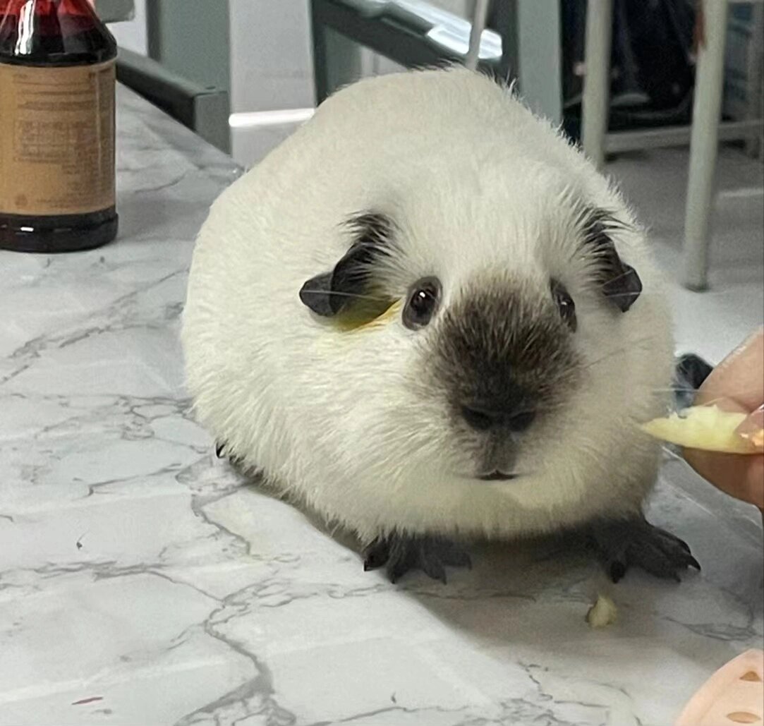 荷兰猪之白加州