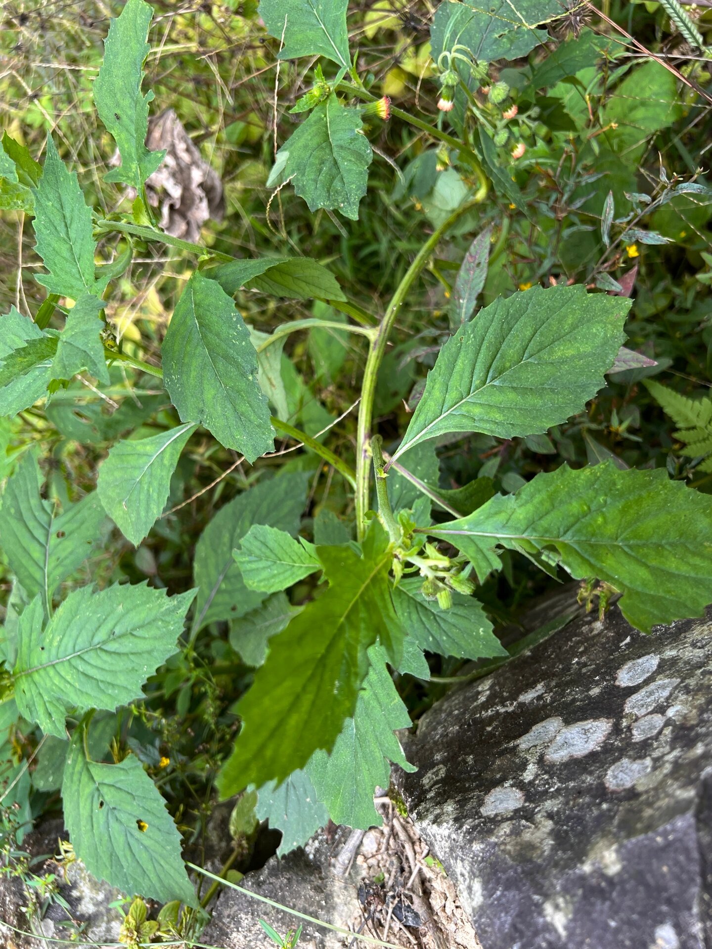137: 野茼蒿(革命菜) 野茼蒿(crassocephalum crepidioides (benth.