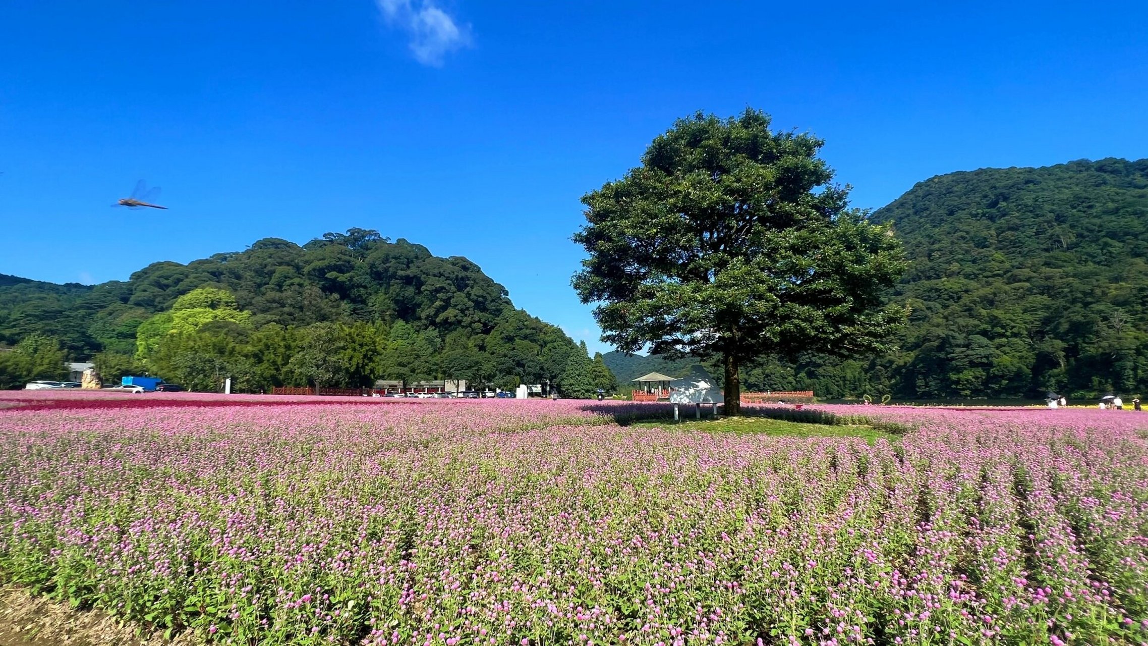广州从化区石门国家森林公园 森林,天池,花海, 大自然赋予的负氧离子