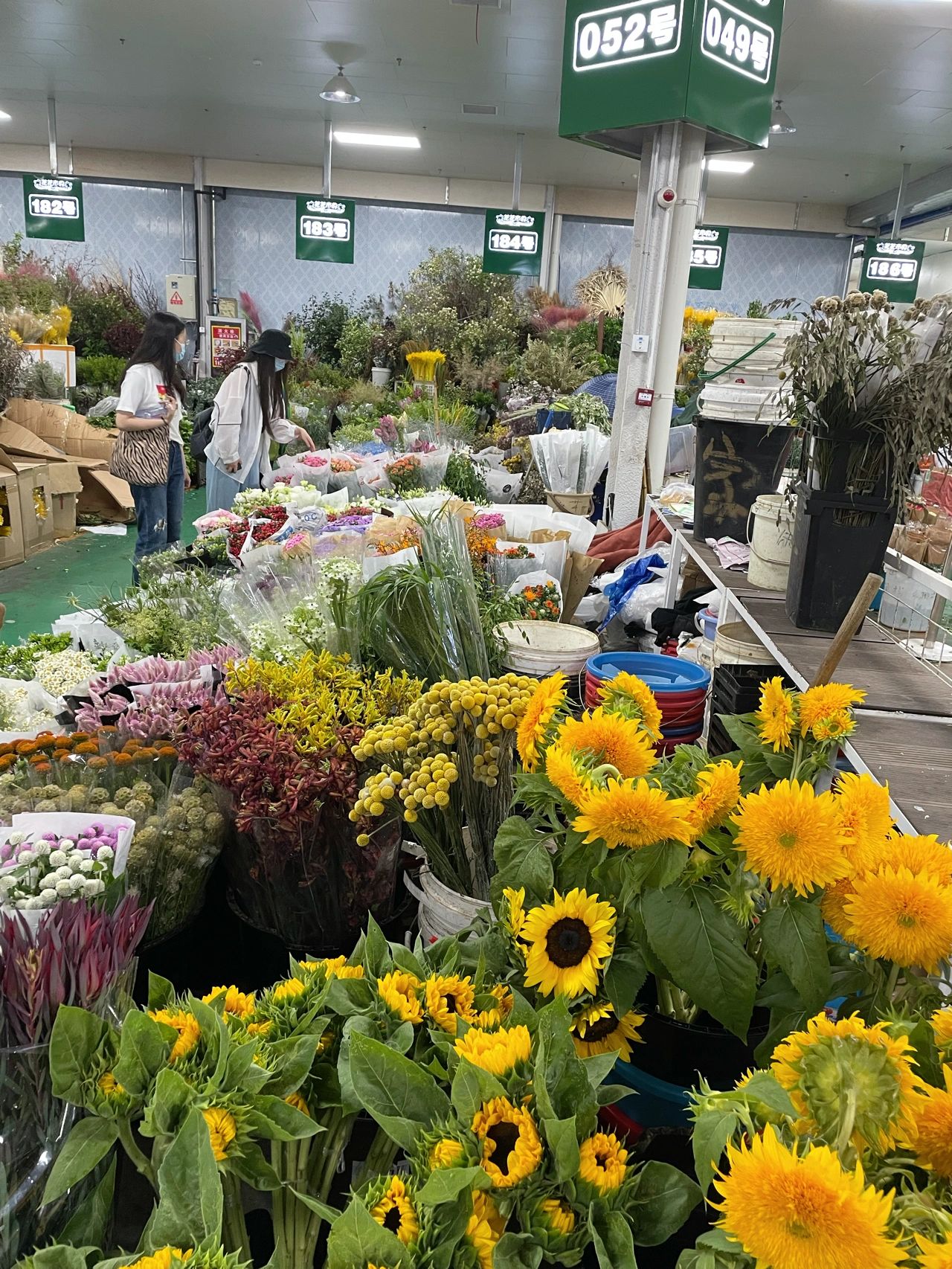 北京最大 最便宜 绿植花卉批发市场攻略
