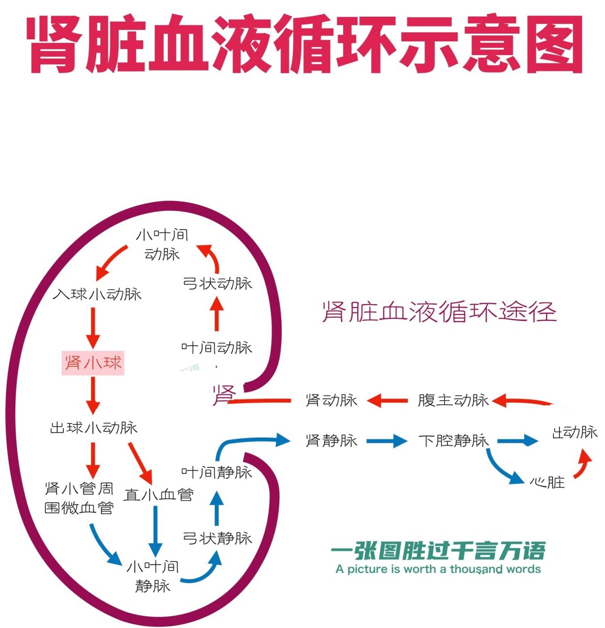 肾脏血液循环示意图图片