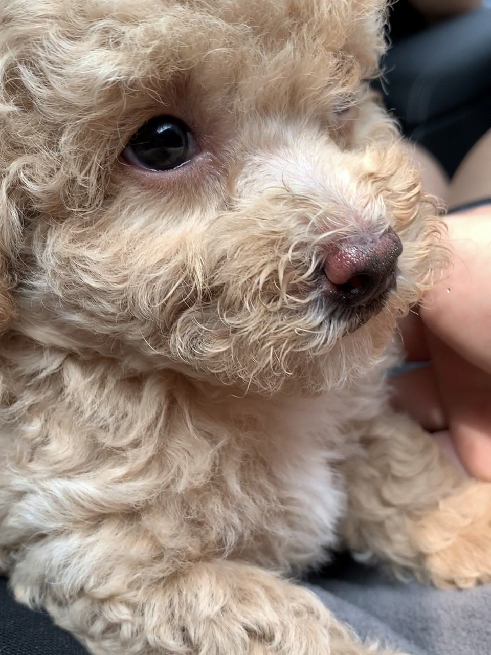 比熊泰迪串串成长记 本来想买个比熊,却买个了比熊串串,狗爸是比熊,狗