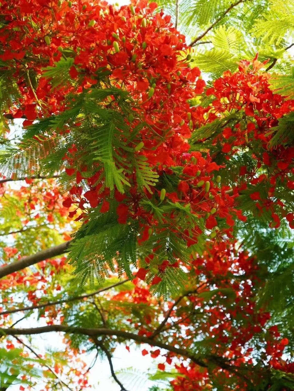 一簇簇凤凰花把树冠染的火红,不觉想起《凤凰花开的路口》:"又到凤凰
