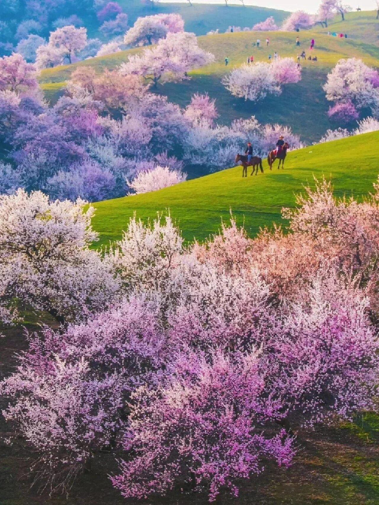 伊犁的杏花图图片