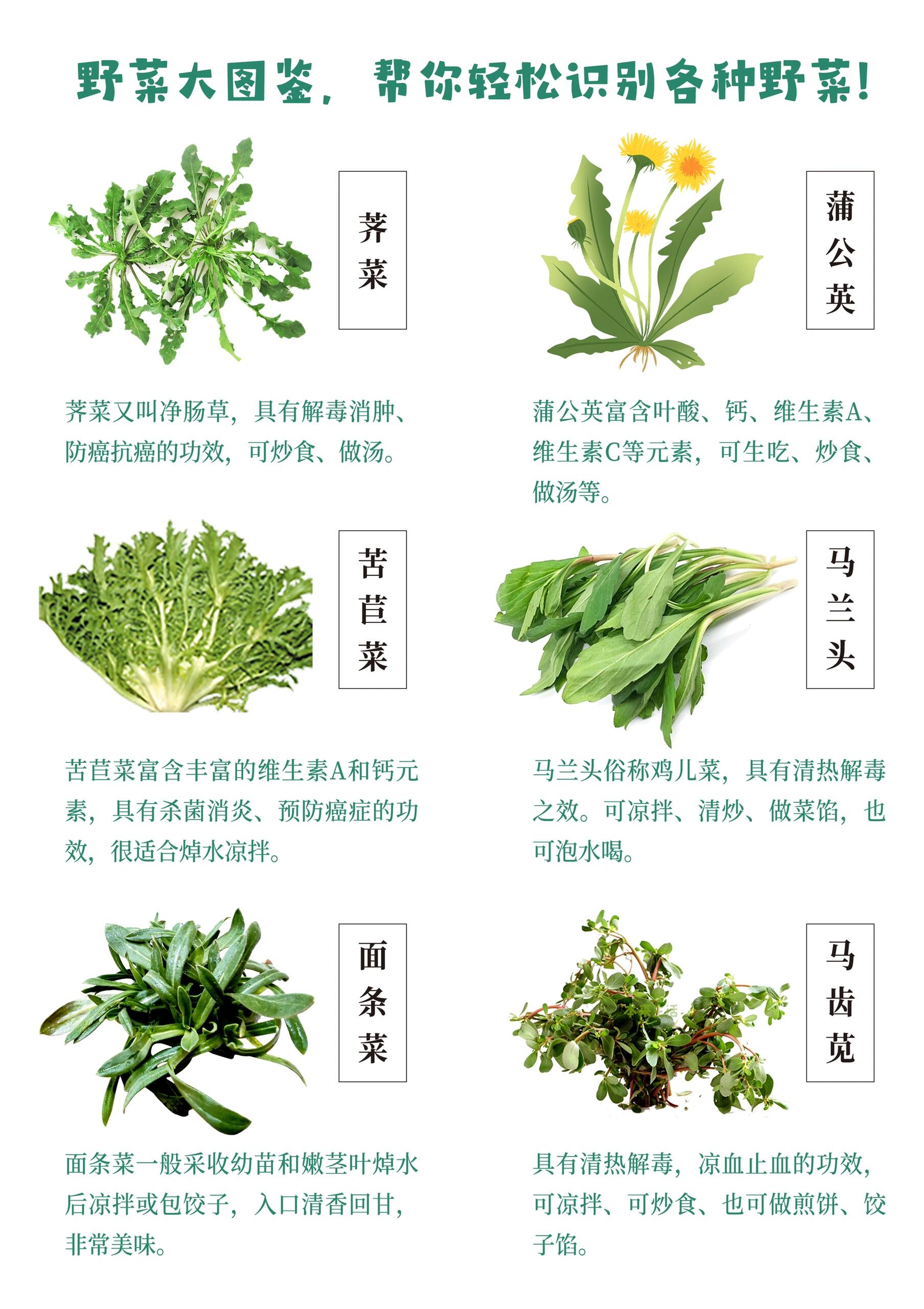 赏花踏青挖野菜|12种野菜图鉴|你都吃过哪些