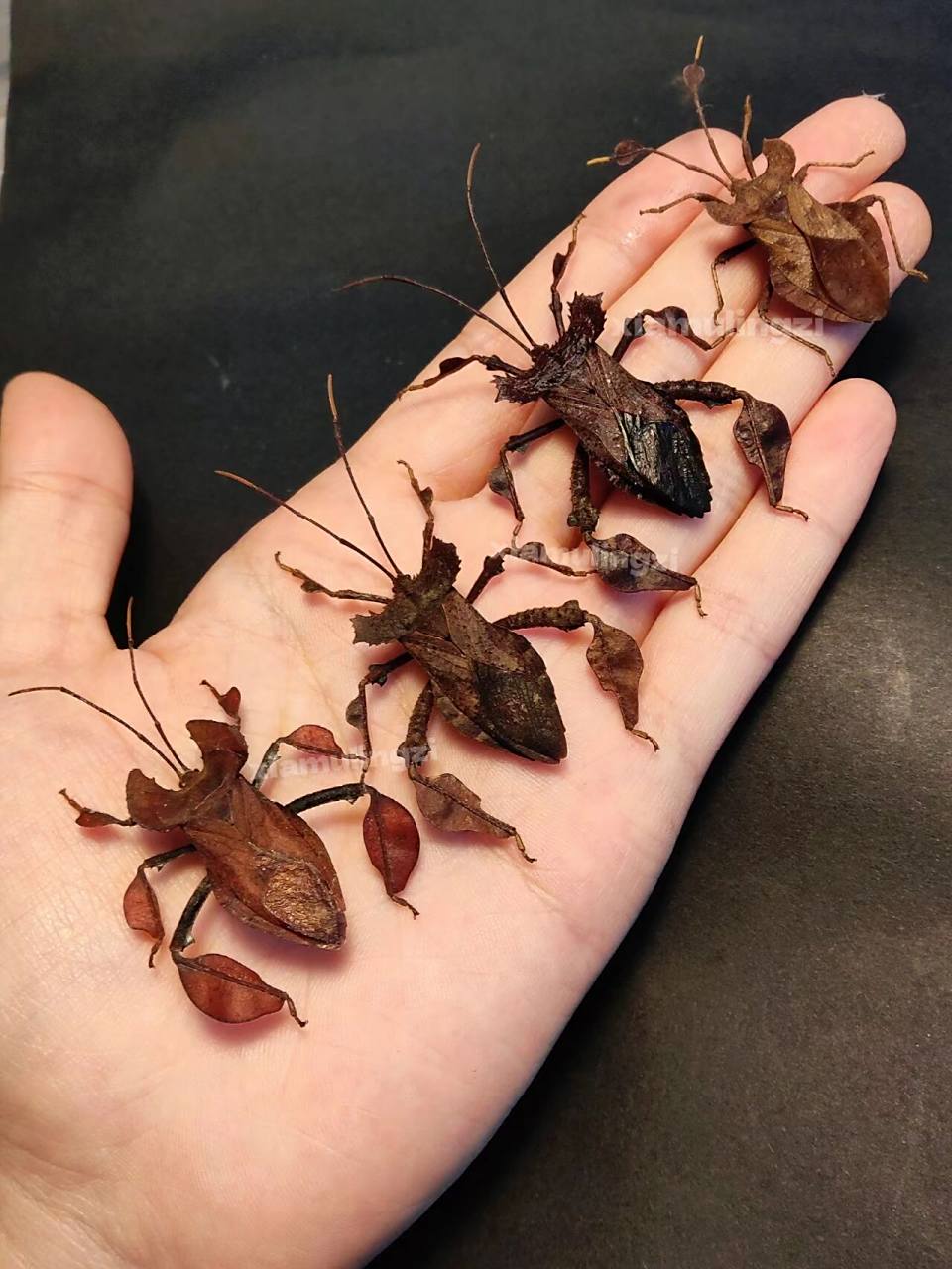 长有叶子腿的蝽合集 从左至右依次叶足缘蝽,两骇缘蝽,狄达缘蝽 都是