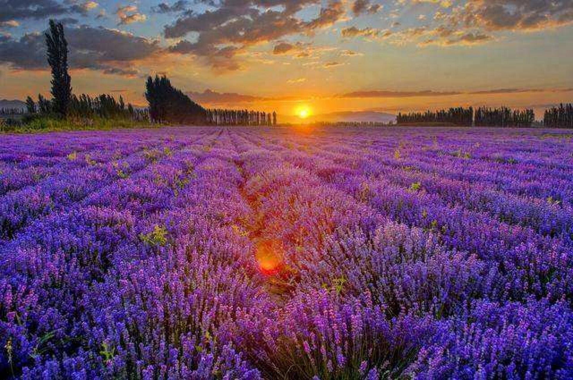 新疆行—霍城薰衣草庄园 神秘西域之旅来到霍城薰衣草庄园,霍城薰衣草