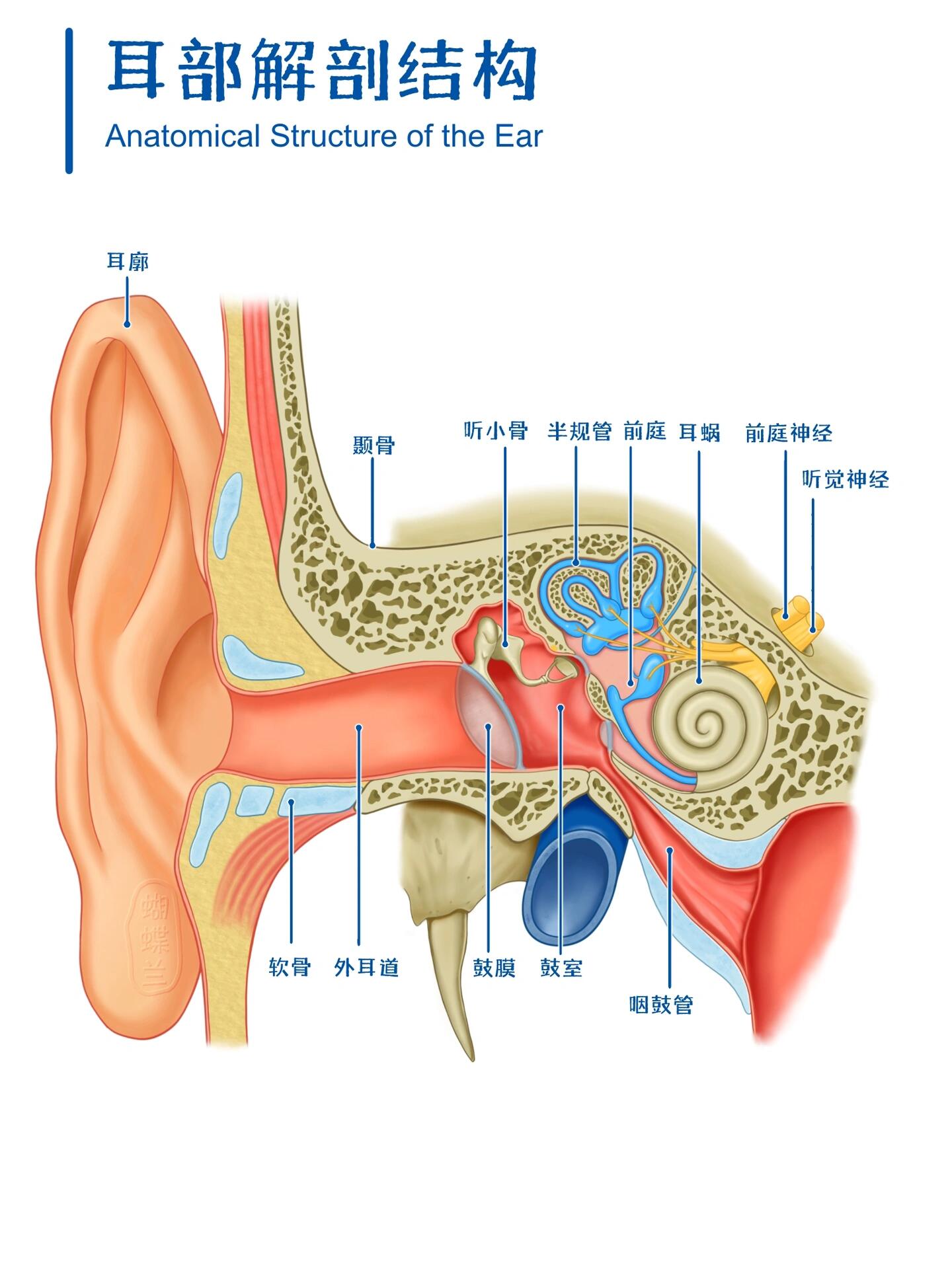 医学插画|耳部解剖结构 39/100