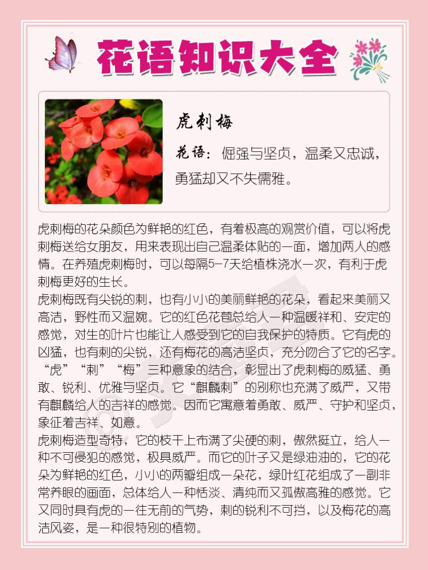 137‖虎刺梅的花语 虎刺梅的花朵颜色为鲜艳的红色,有着极高的观赏