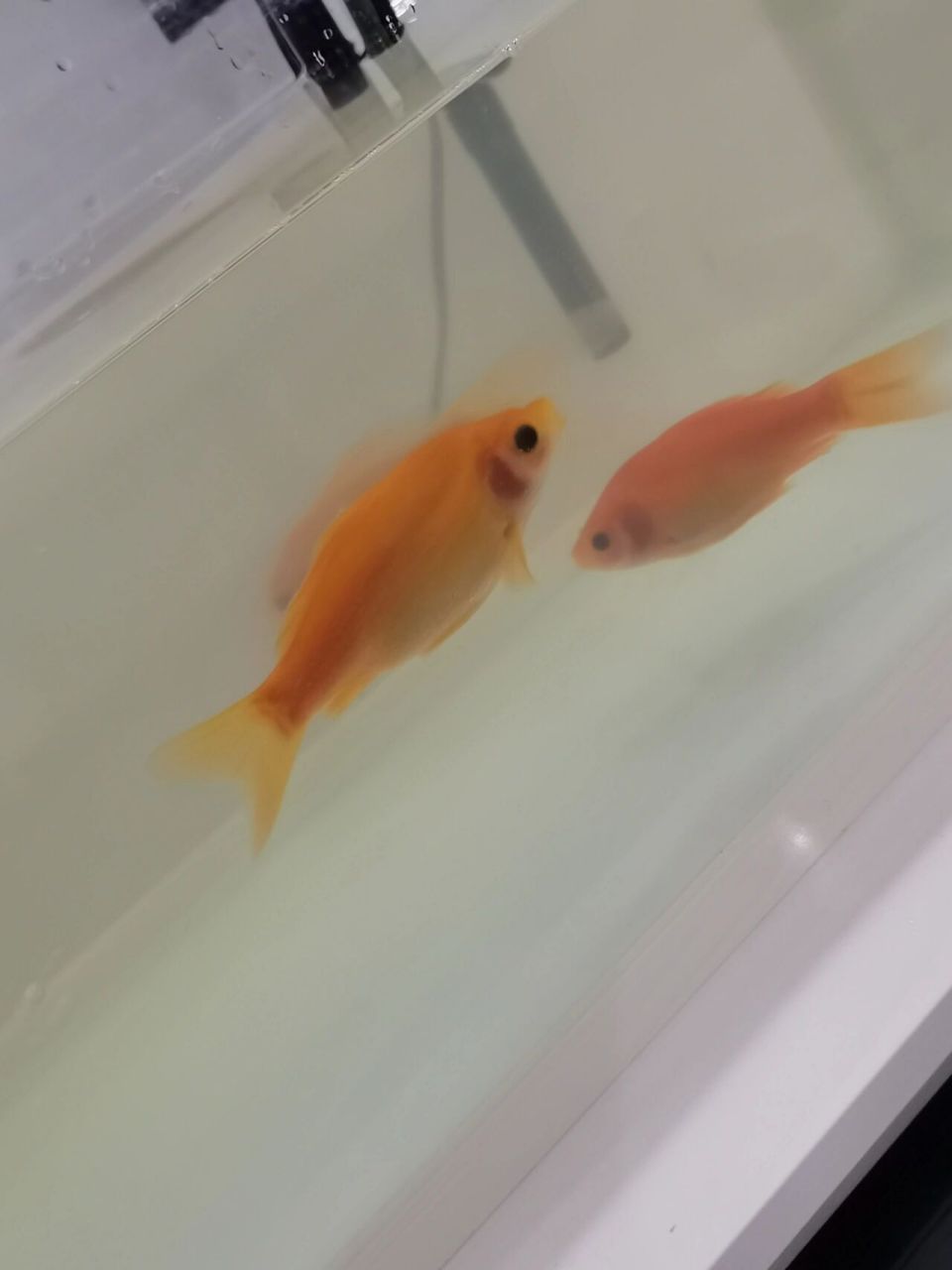 为什么金鱼的腮这么红? 的朋友们可以帮我解答吗