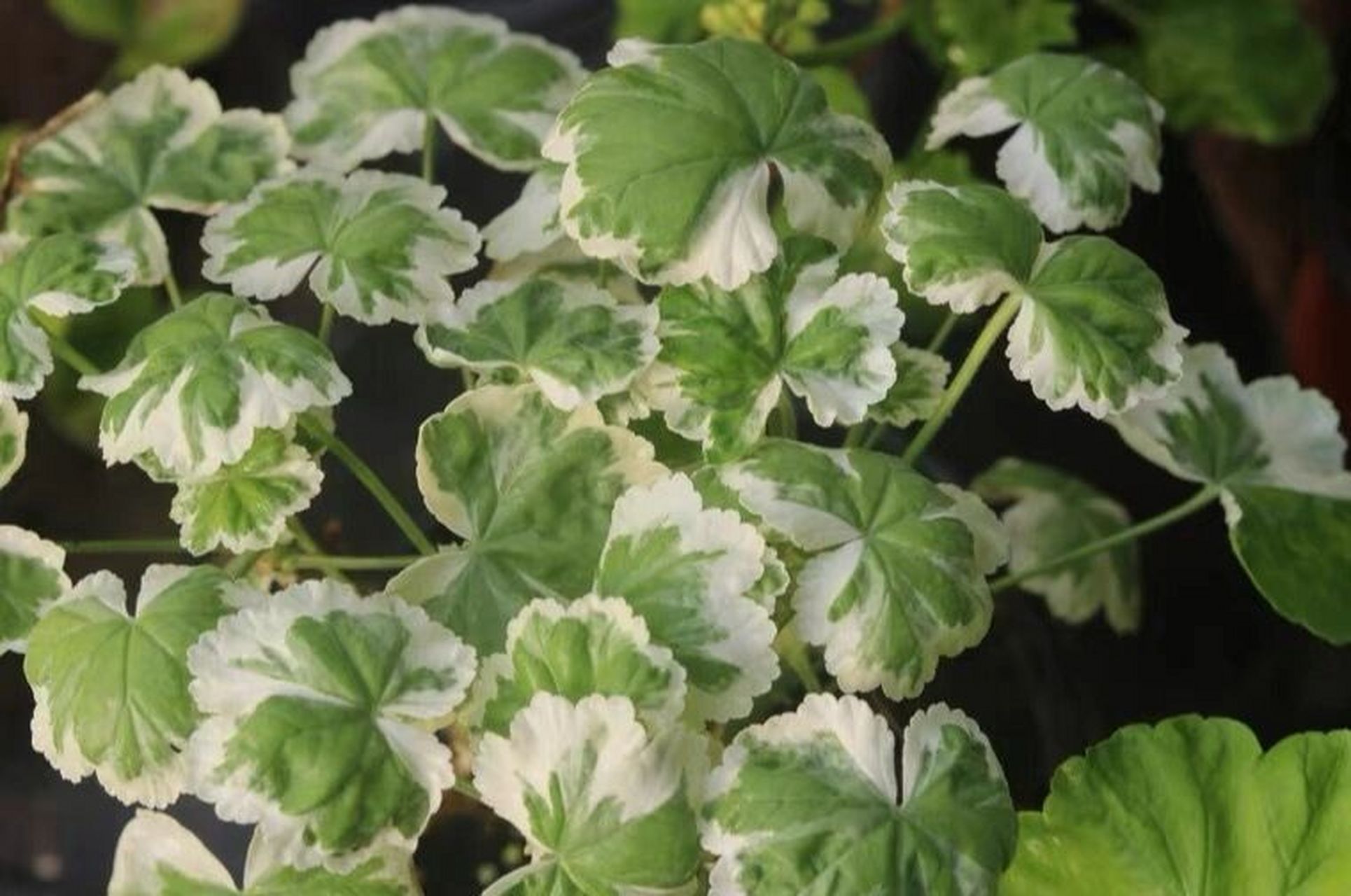 新品天竺葵"银边弗兰克"geranium frank 新品天竺葵"银边弗兰克"