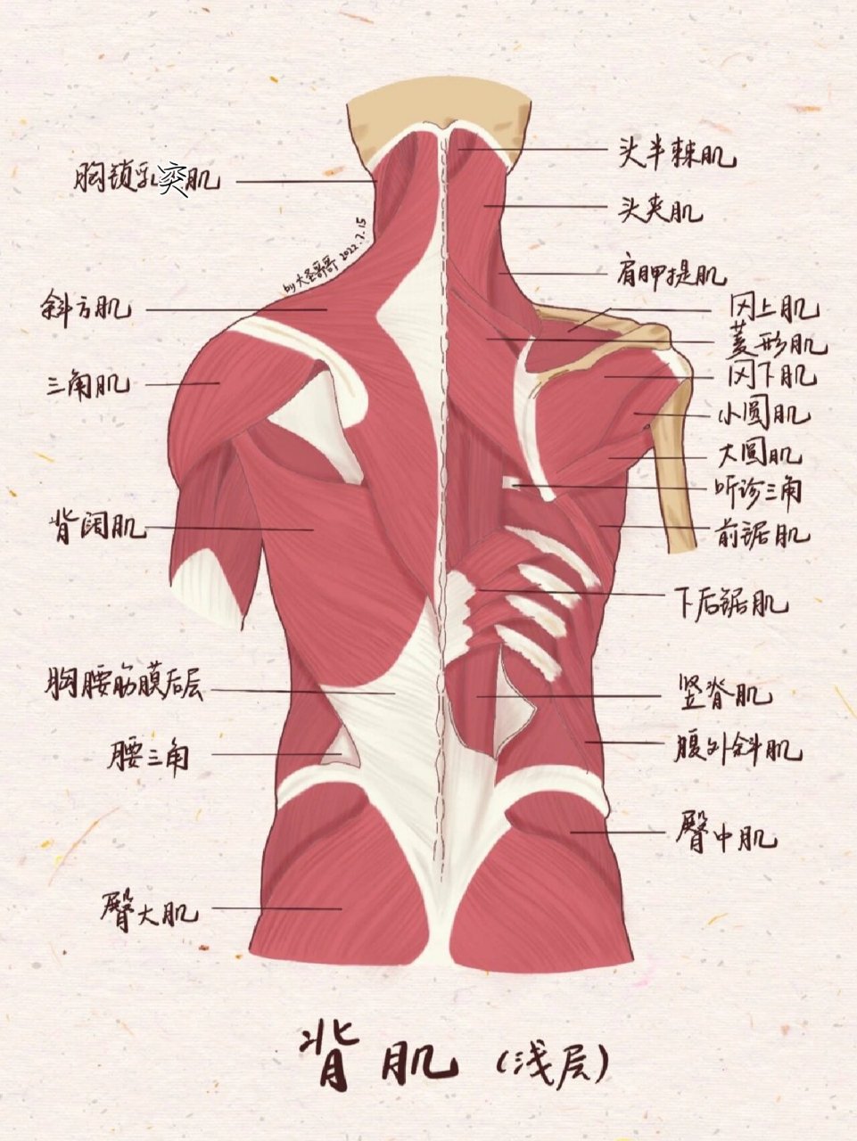 躯干肌后面解剖图图片