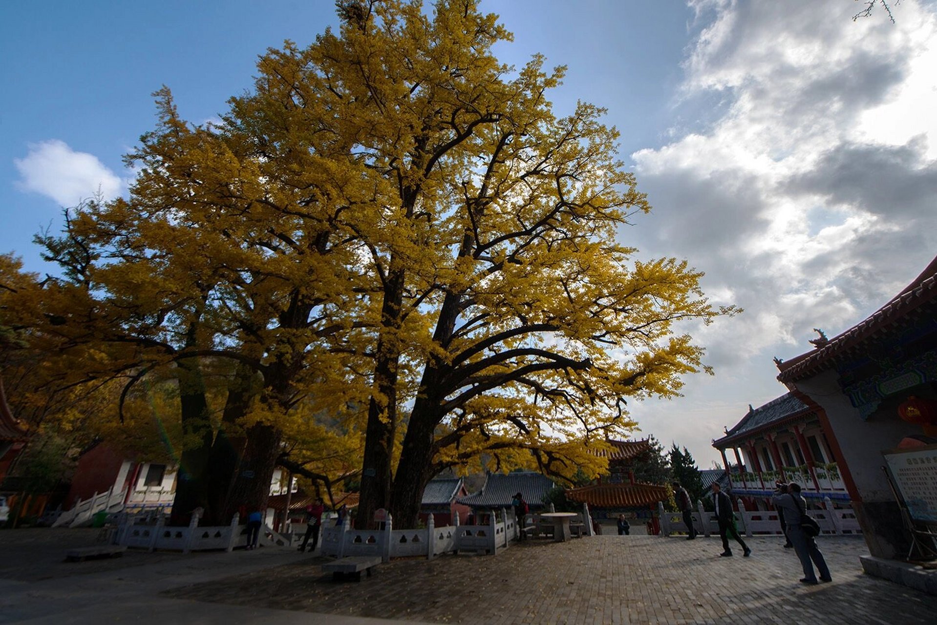 平顶山|金秋里的文殊寺 鲁山四棵树乡文殊寺的银杏即将进入最佳观赏期