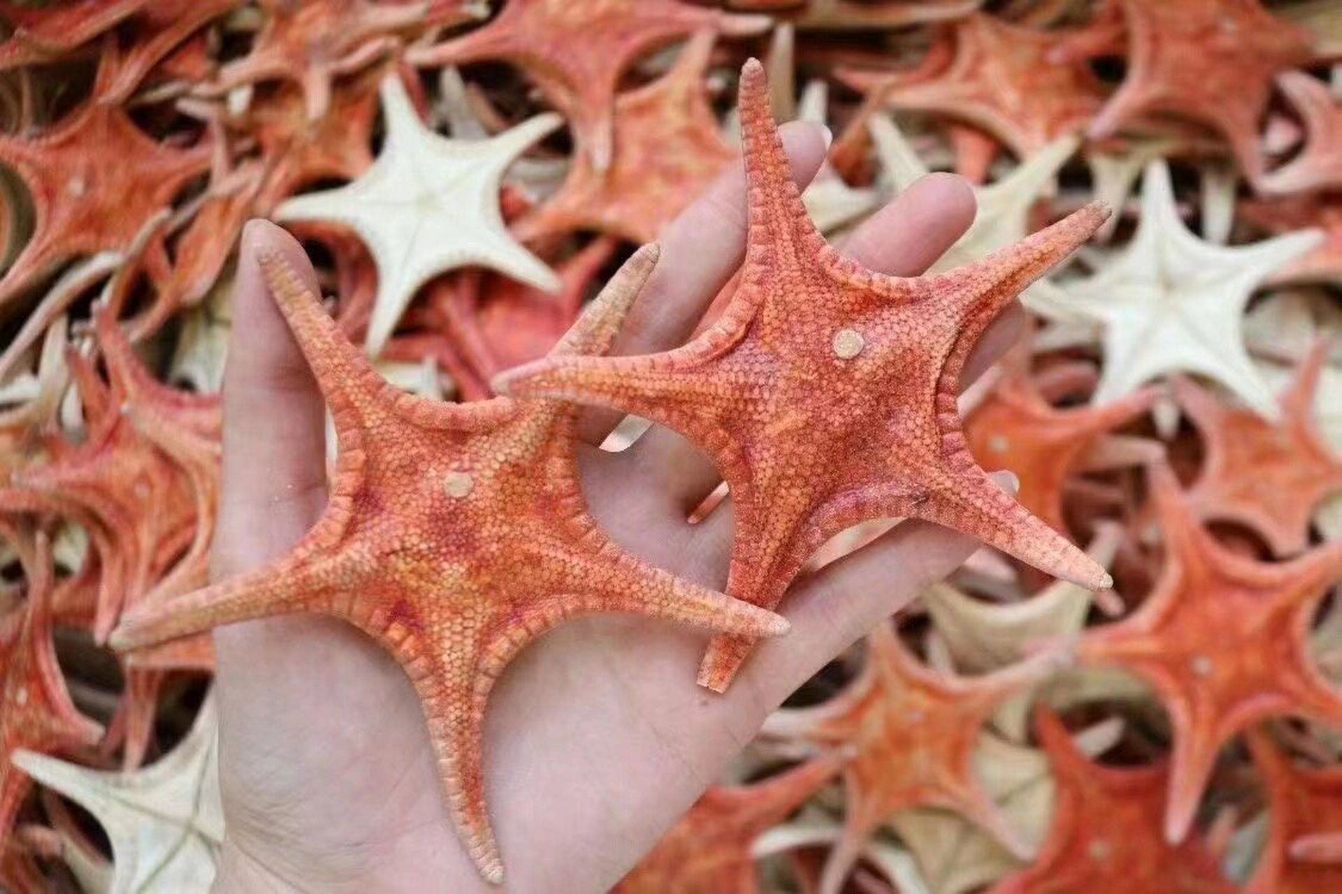 细说海星的功效 海星的功效与作用 1,补充营养 海星也是一种营养价值