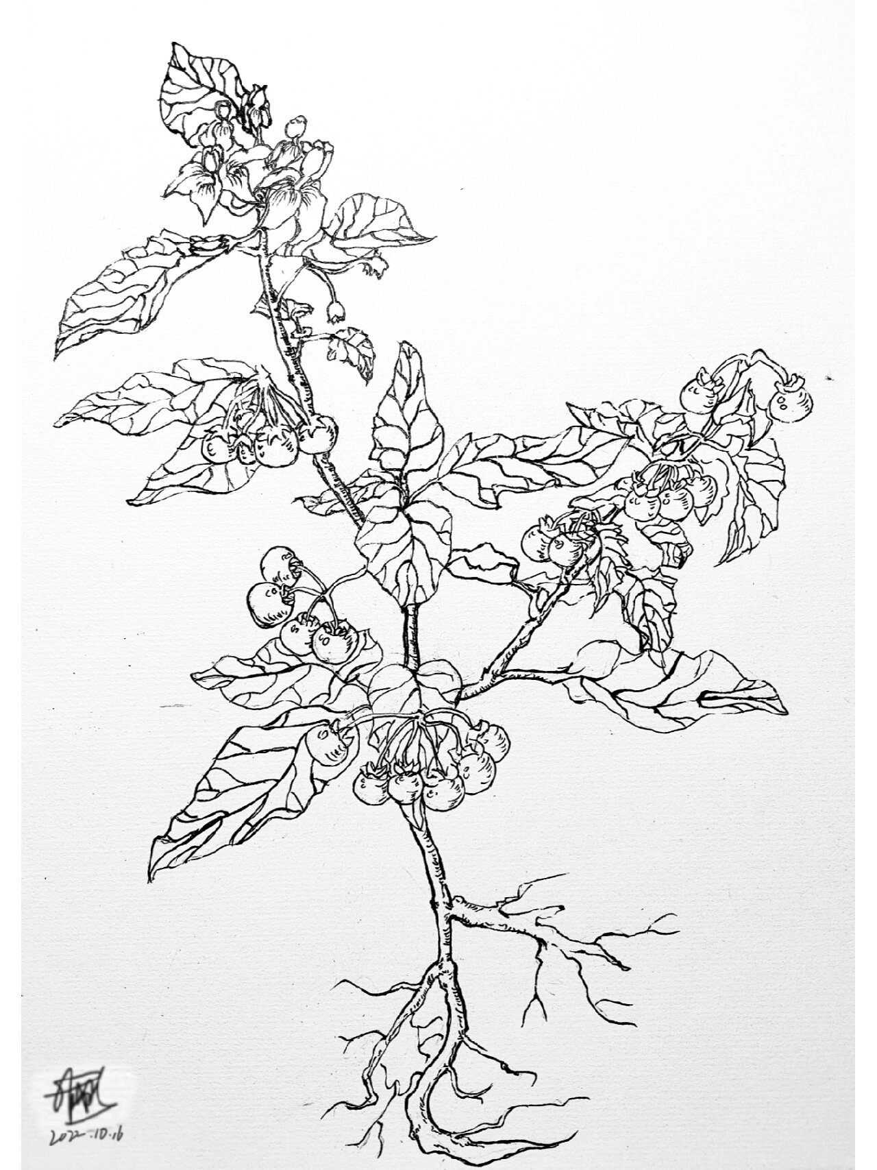 中药材画《龙葵》