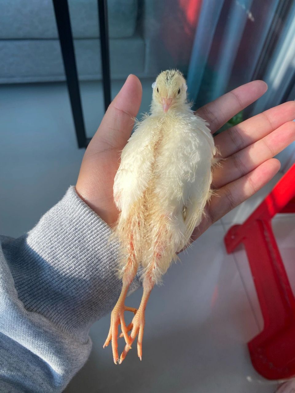 快三十天的沙维鹌鹑怎么分公母呀 p2这个皮炎子是公的嘛