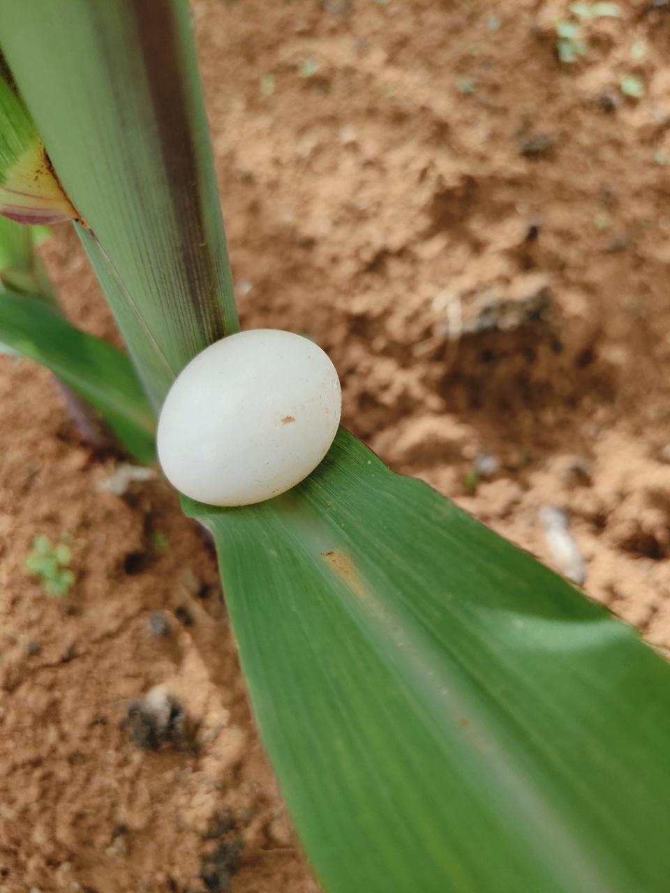 这是蛇蛋还是鸟蛋 好小