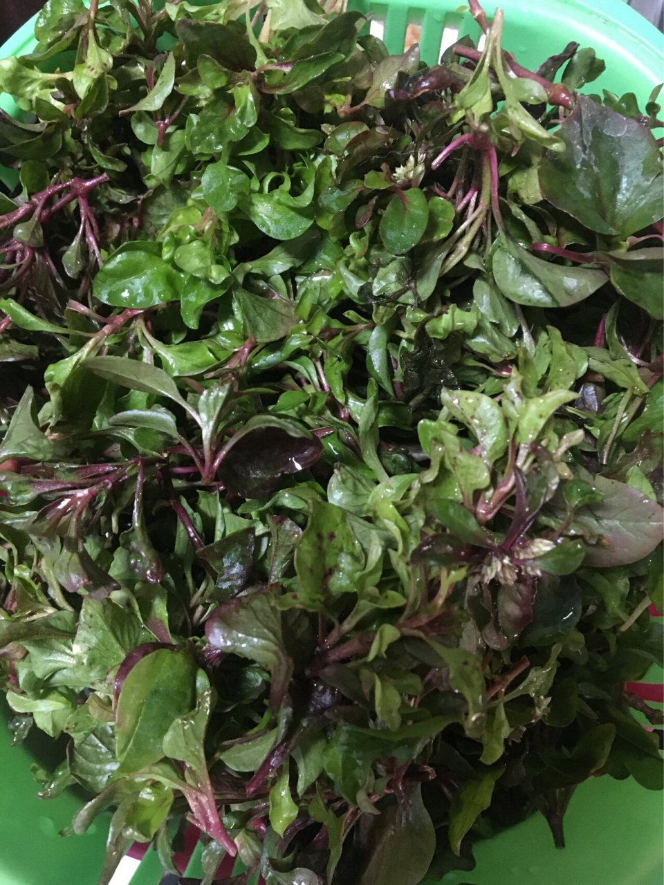 阳台种菜不需要每年播种的蔬菜台湾枸杞菜 加入多年生蔬菜,种植这个