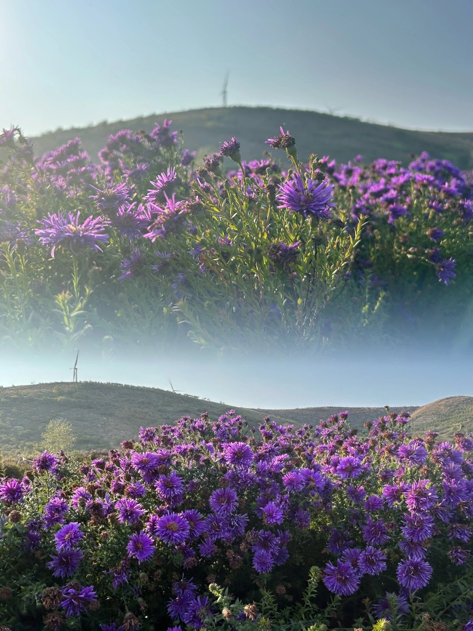 西山花海～ 说实话,相比春天浪漫的惊艳,我更喜欢秋天静谧的遇见.