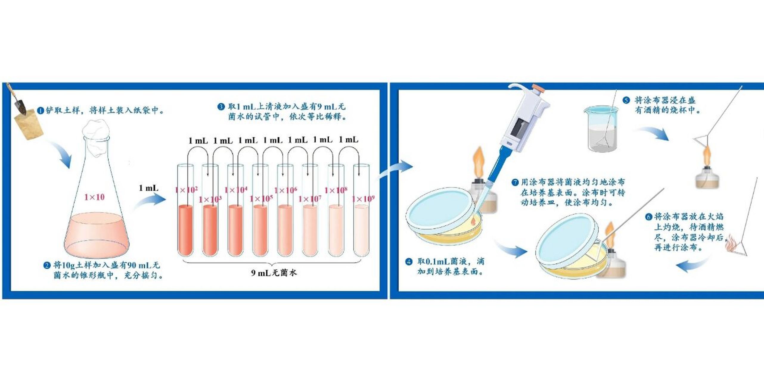 稀释涂布平板法操作示意图 020202赶紧保存吧,图片来源生物