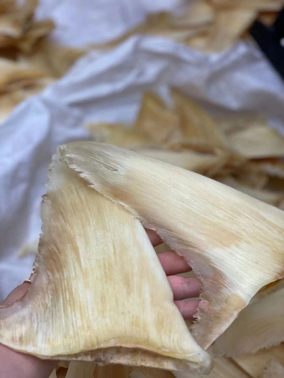 鱼翅 12寸大金钩鱼翅超级足干,翅最粗的一款大春勾秒杀市面上所有的