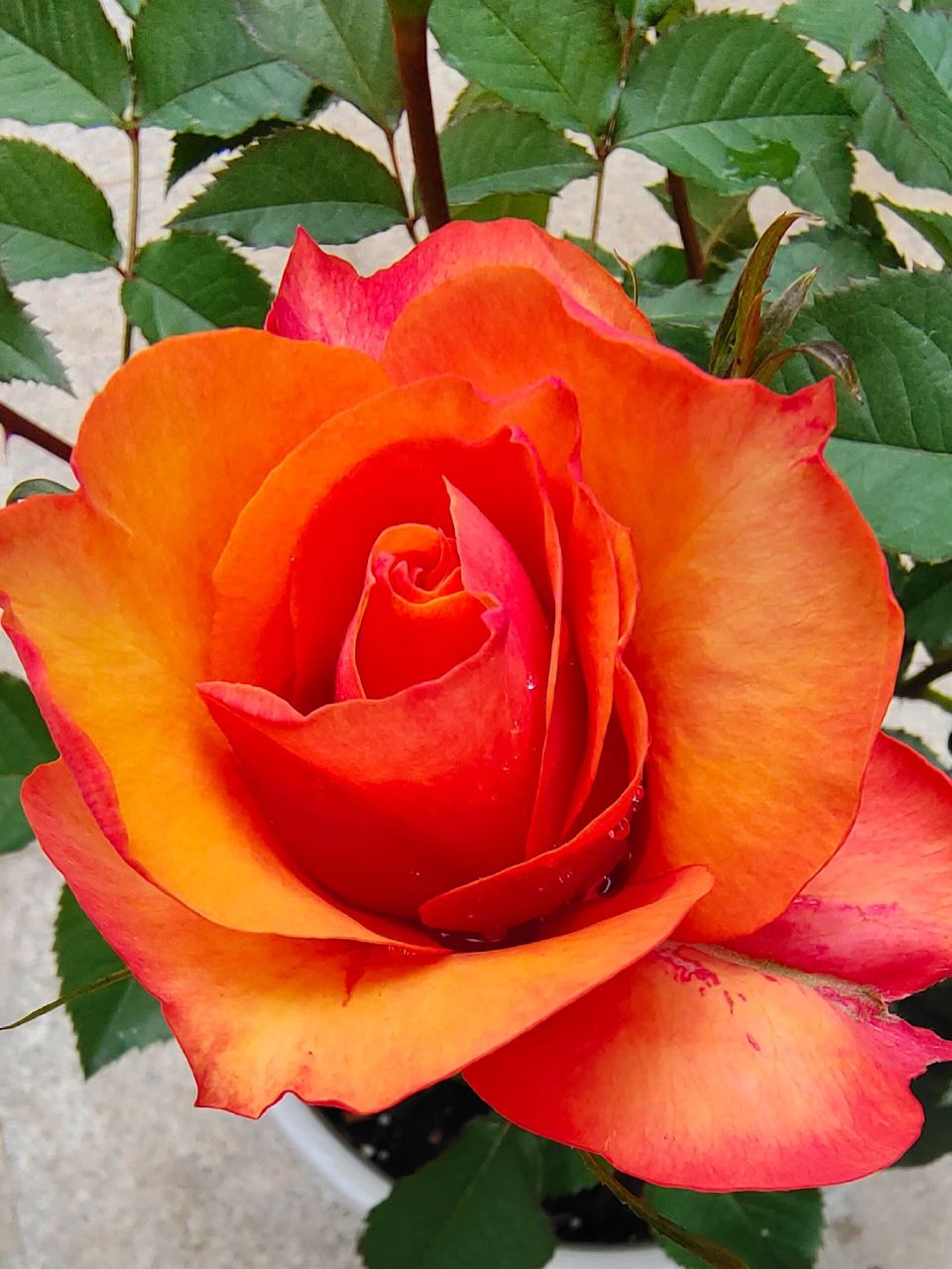 月季测评之 艾帕索 可能是花最大的微月了,可以比很多茶月季还大,橙黄