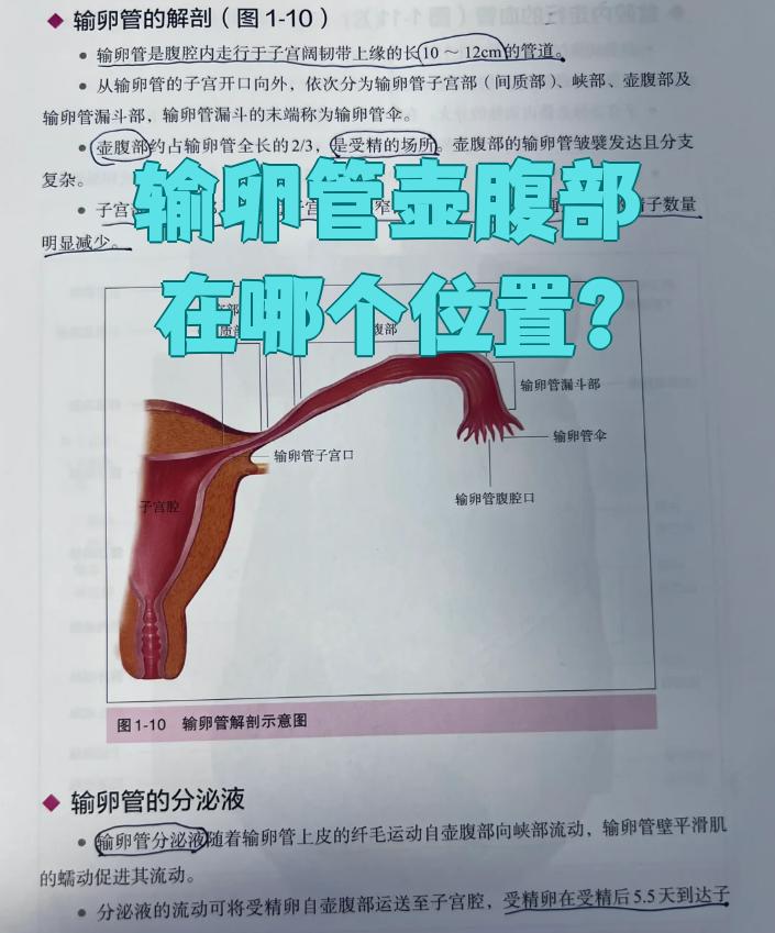 输卵管壶腹部在哪个位置?