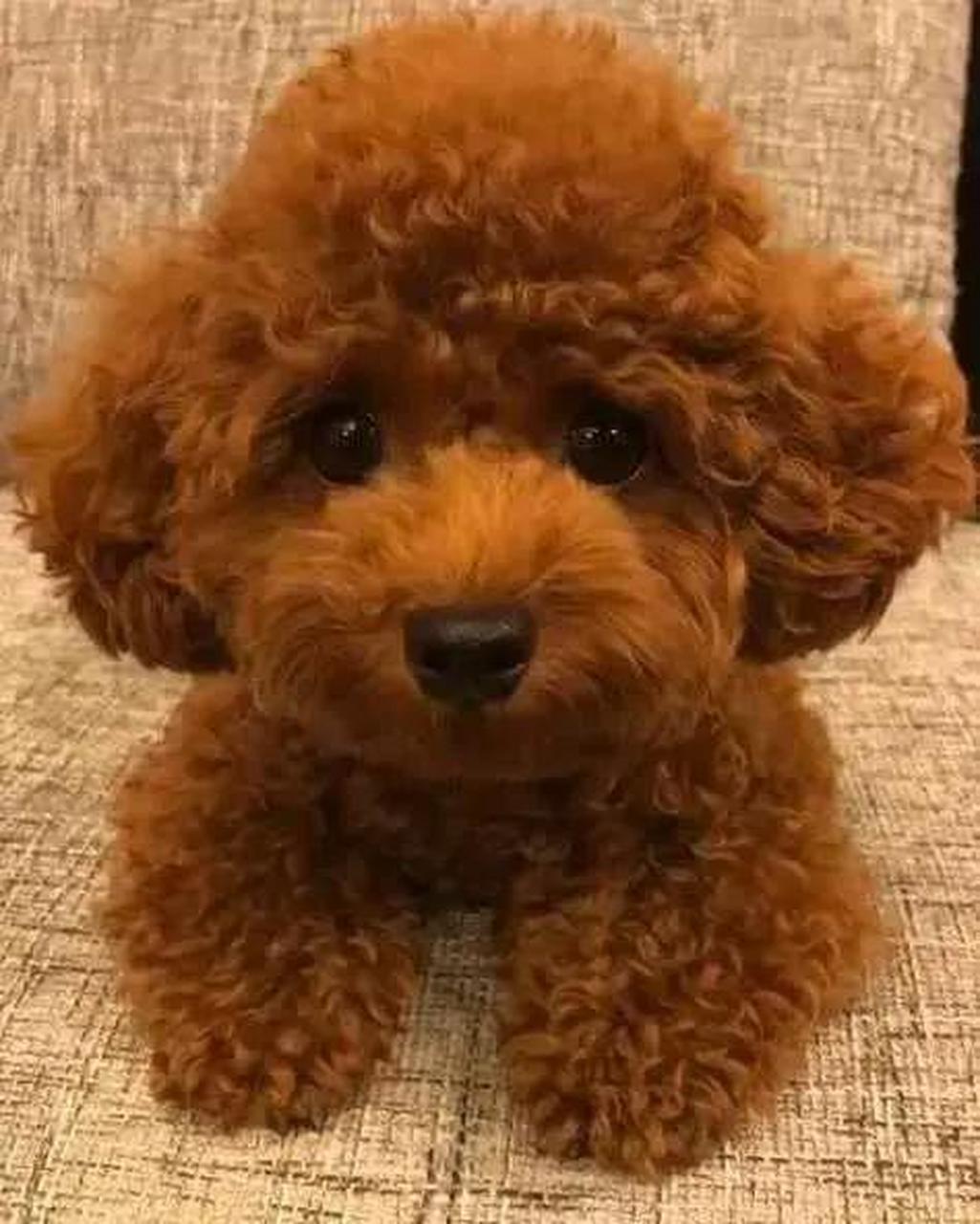 泰迪犬并不是狗狗的品种,泰迪犬只是贵宾犬的一种修剪方式.