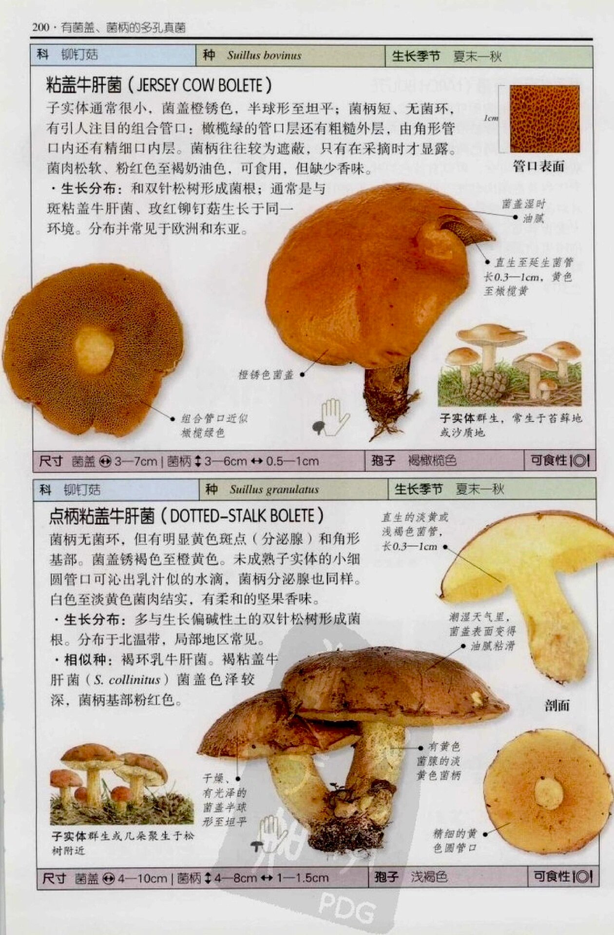 牛肝菌品种大全图片