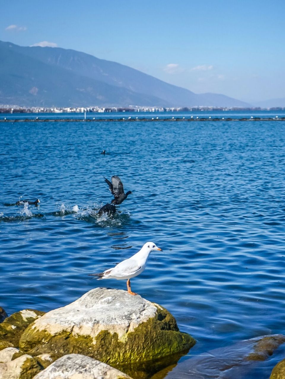 大理|骑行洱海,才村至网红s湾观落日!