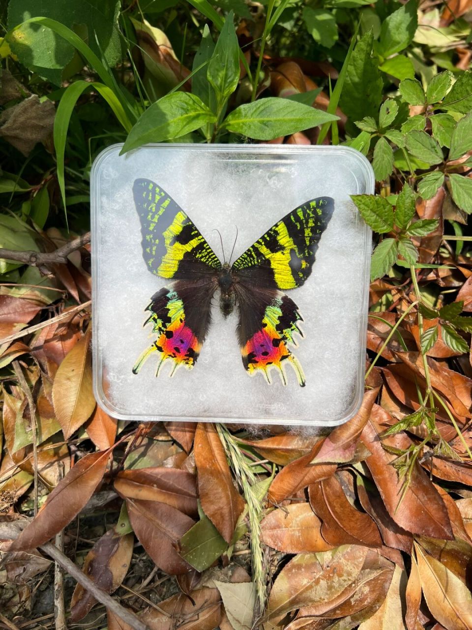 太阳蛾 太阳蛾的颜色真的太炫了,很多人都觉得它是蝴蝶,其实不是,它