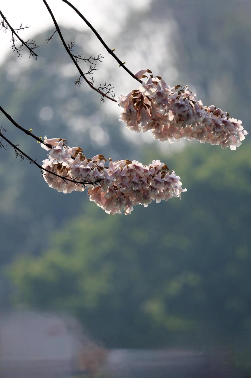 成都泡桐花图片