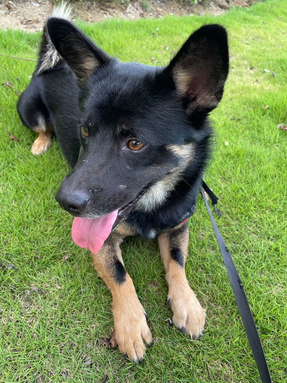 中华田园犬 小黑狗性情大变 前几天家里人遛狗,在家附近绳突然断了,狗