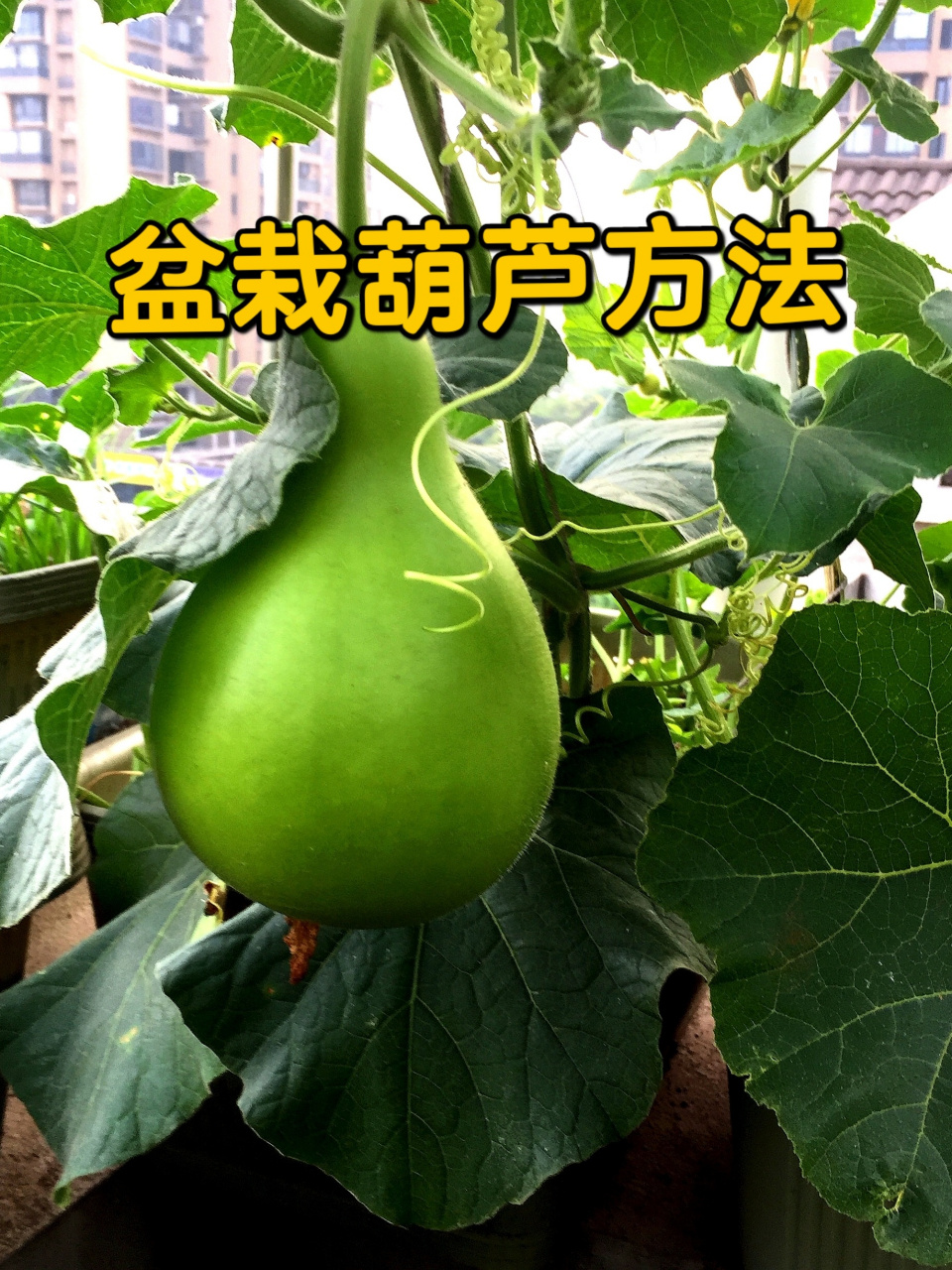 盆栽葫芦种植方法图片