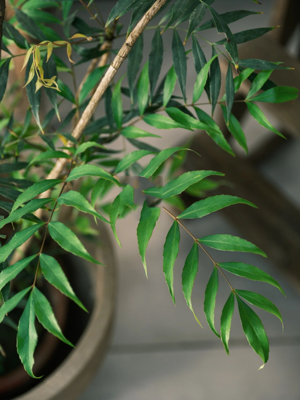 哇,这就是十大功劳绿植呀!