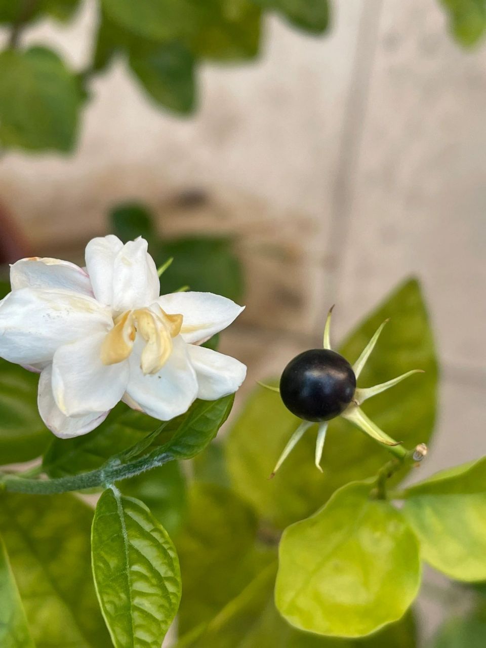 茉莉花种子发芽图片