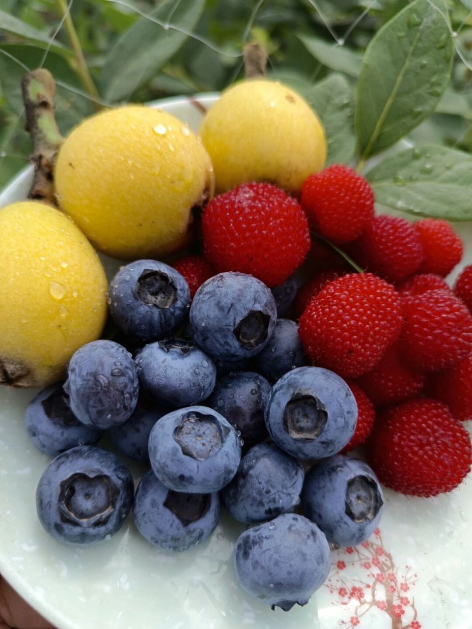 蓝莓味的夏天 每日水果,蓝莓,枇杷,野草莓 大自然的色彩食欲满满