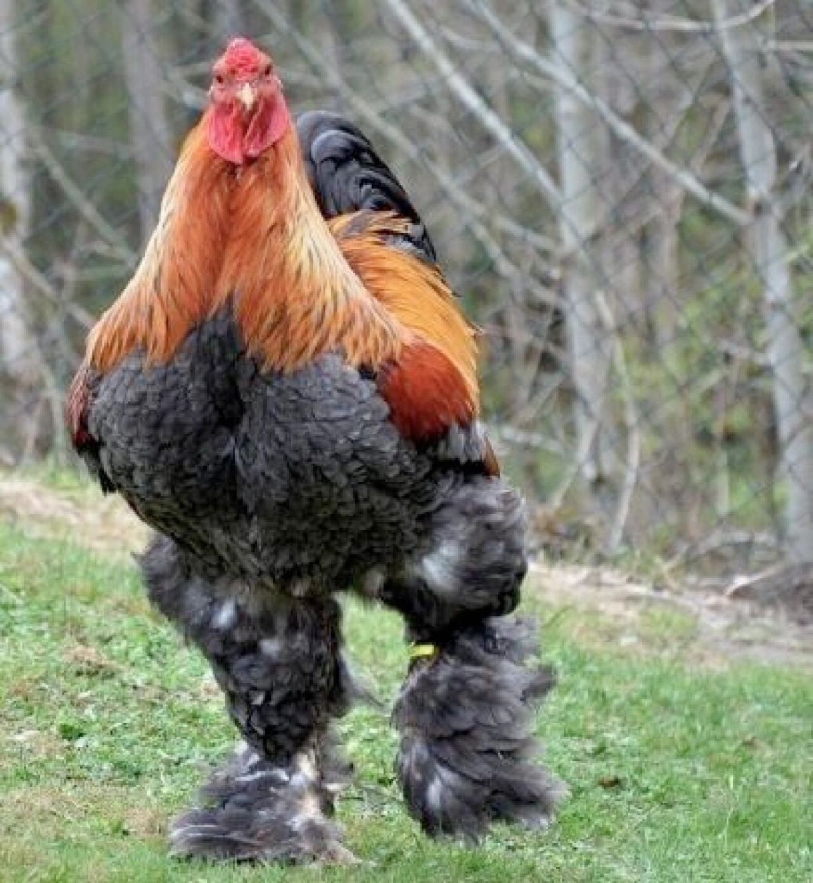 世界上最大的鸡 婆罗门鸡 最早从我国引进美国,通过杂交培育出了这种