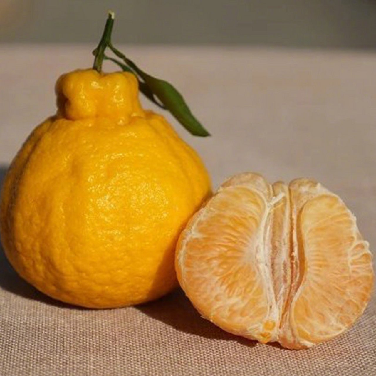 四川柠檬不知火 丑橘双拼,果肉脆爽,相比传统不知火,柠檬不知火口感更