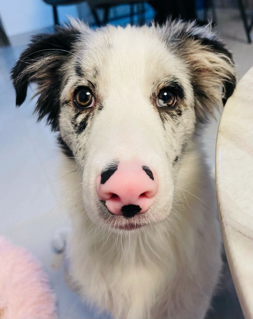 各位边牧家长,你们家的边牧鼻子都是粉色吗?