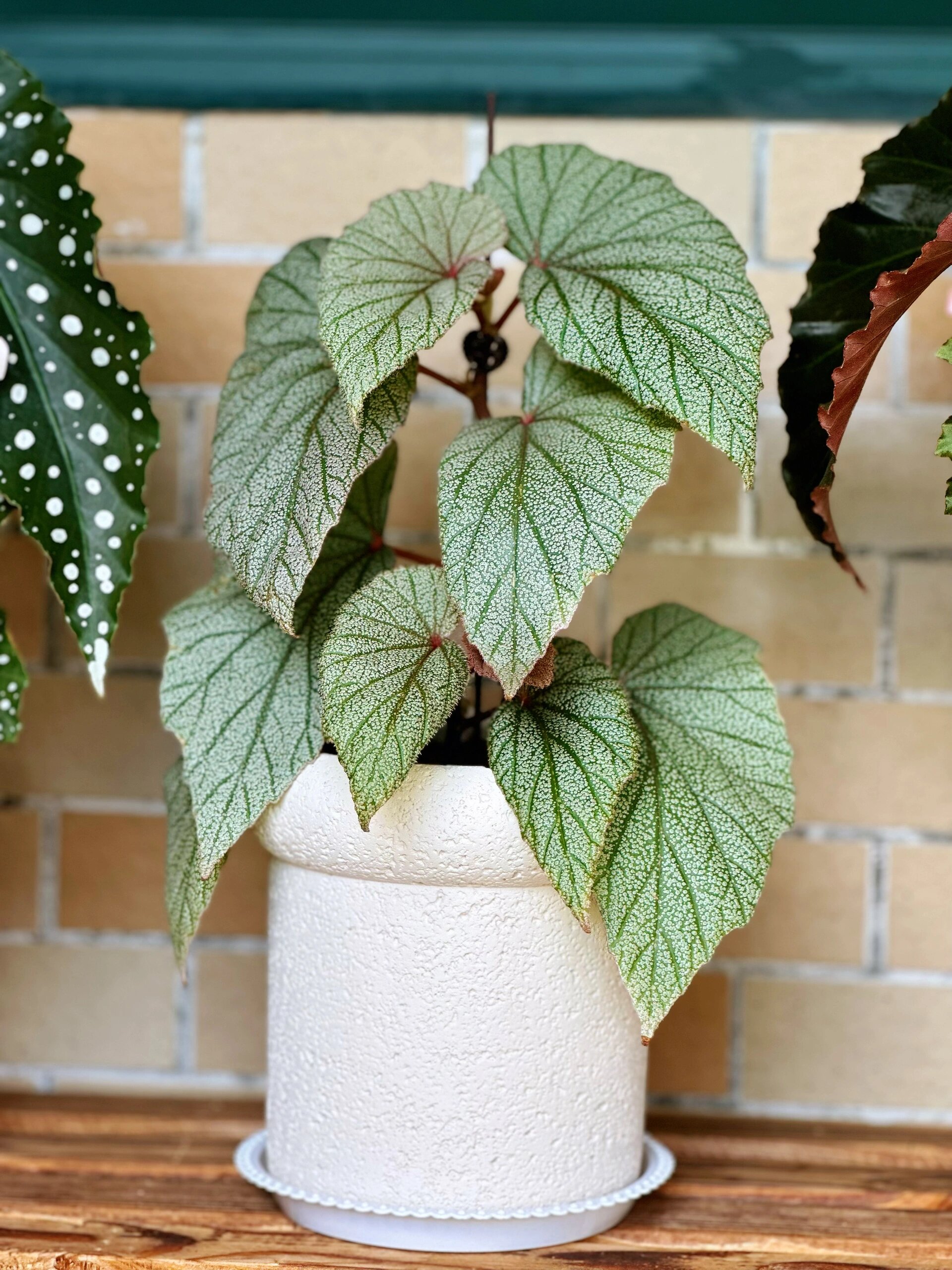 海棠～ 辛巴达用三个月的时间就长成了小树,长势很快,叶片粉绿粉绿的