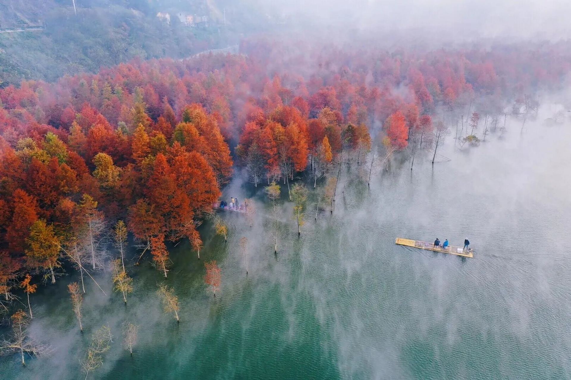 安徽宣城·宁国 生长在湾流中的最美红杉林 坐标:安徽省宁国市青龙湾