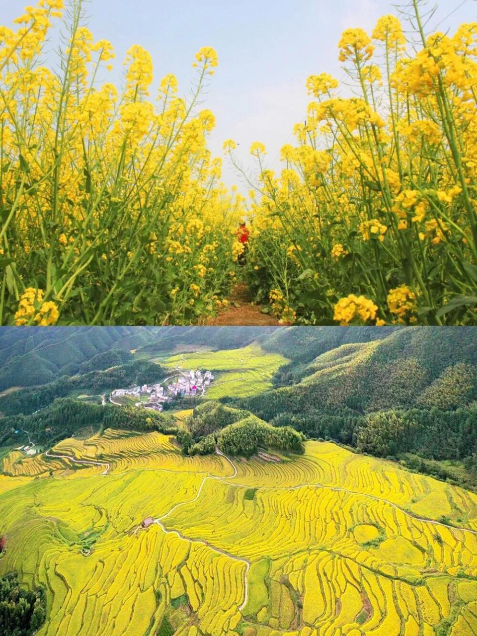 欧家梯田油菜花海得天独厚的梯田地理优势,精心打造油菜花梯田花海更