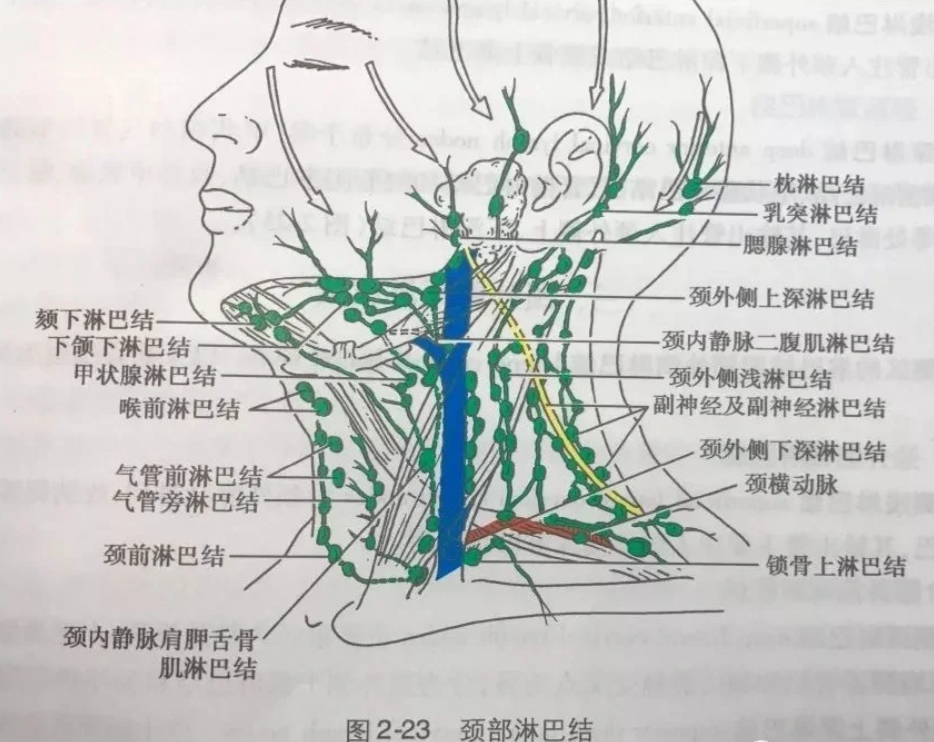八大淋巴分别是哪八大?