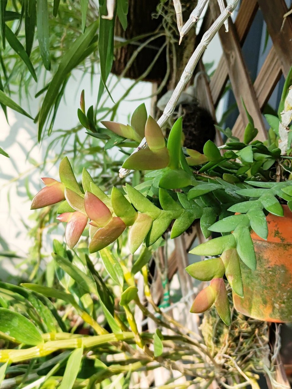 剑叶·石斛蘭～变红ing 红彤彤的,真可爱