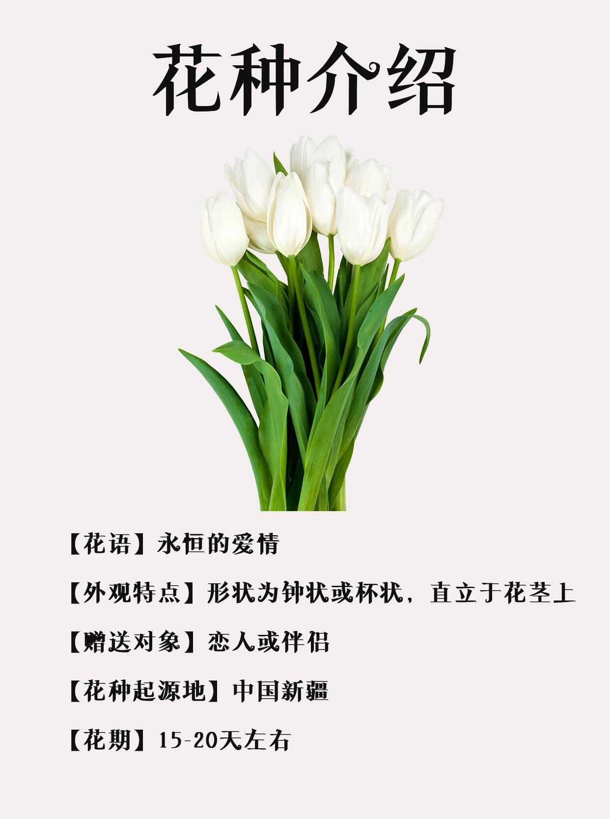 玫红色郁金香的花语图片