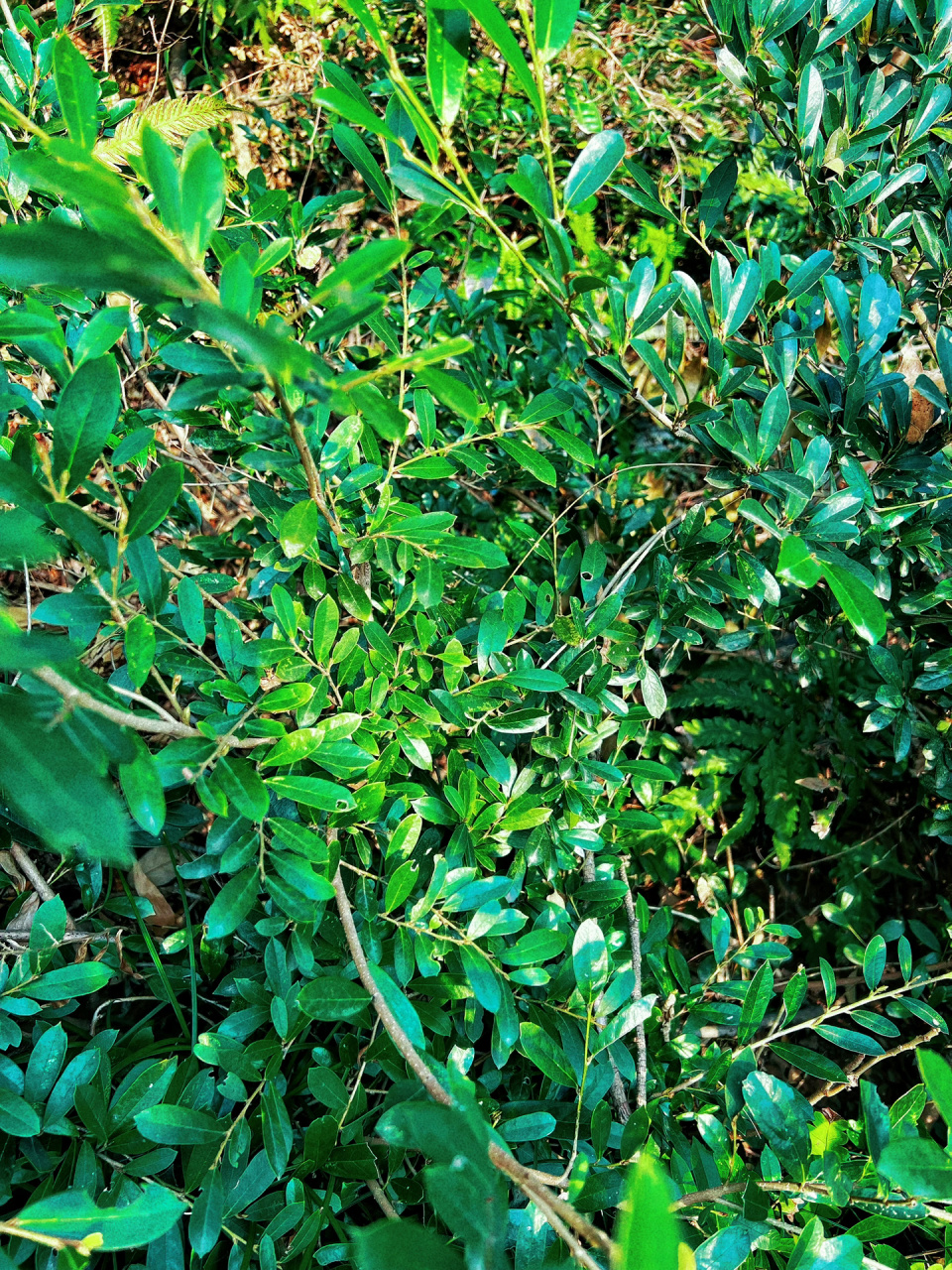 绿植|中华蚊母树 灵峰山7215 春日踏青98 毛惬91