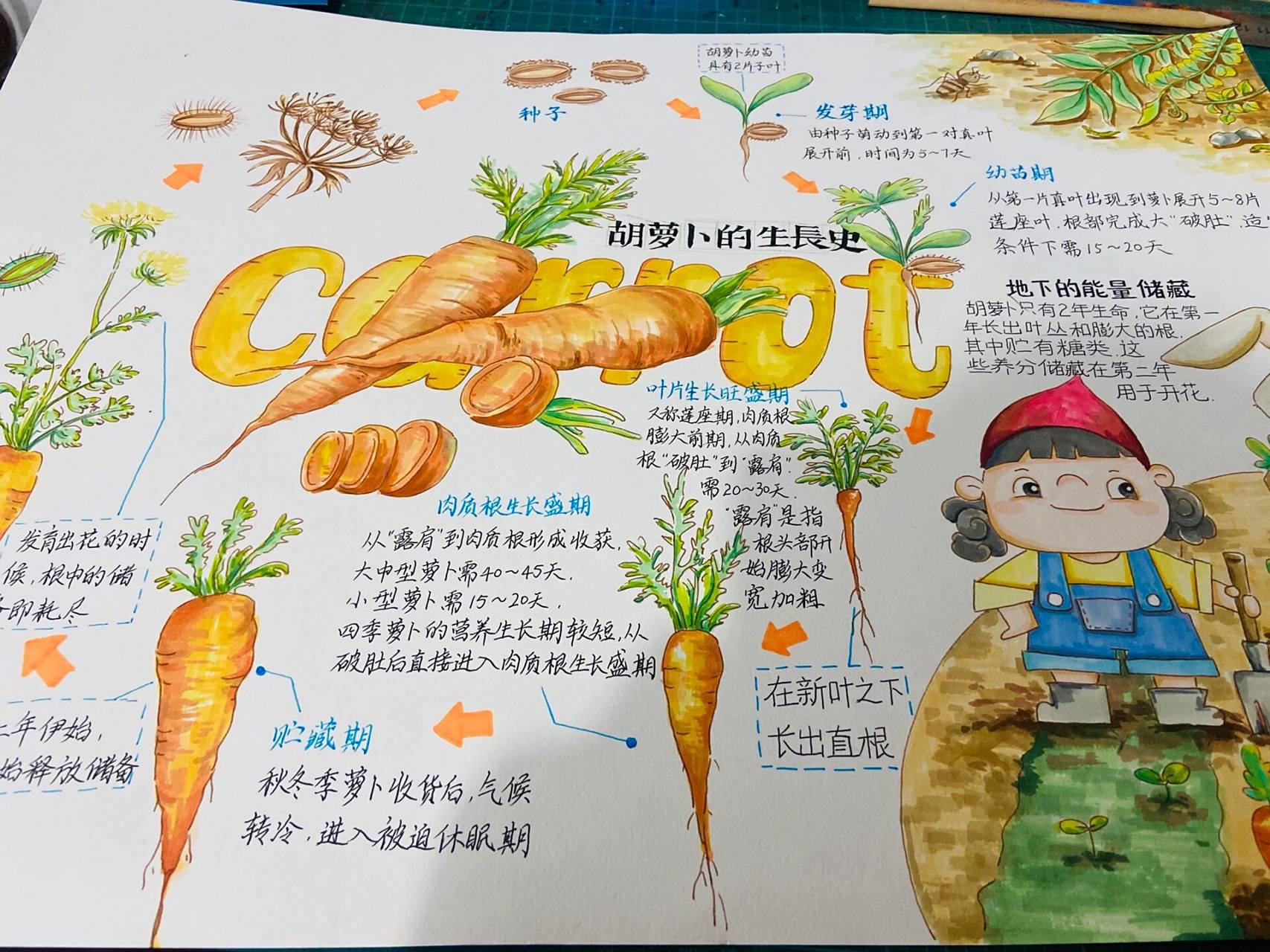 自然笔记|科普知识|胡萝卜生长 用一张图直观了解萝卜的成长过程 	 把